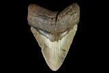 Fossil Megalodon Tooth - North Carolina #124455-1